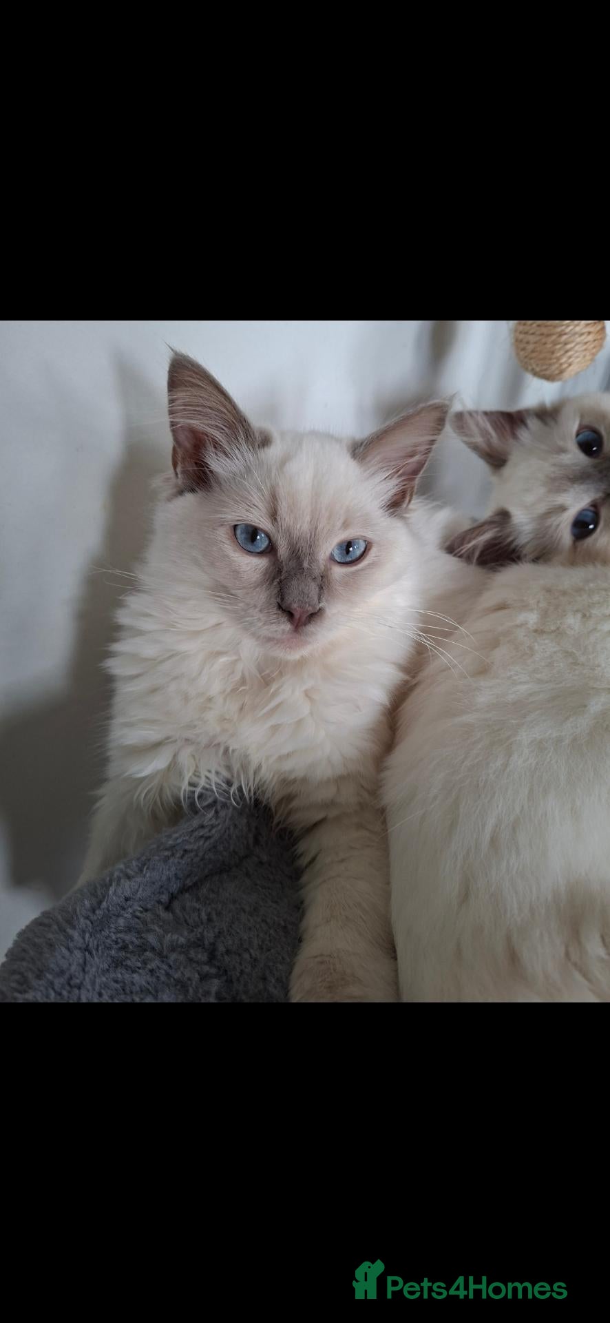 Ragdoll cats for sale: Lilac Ragdoll boy - Advert 7