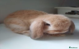 Mini Lop rabbits for sale: Beautiful mini lops available for reserve  - Image 3