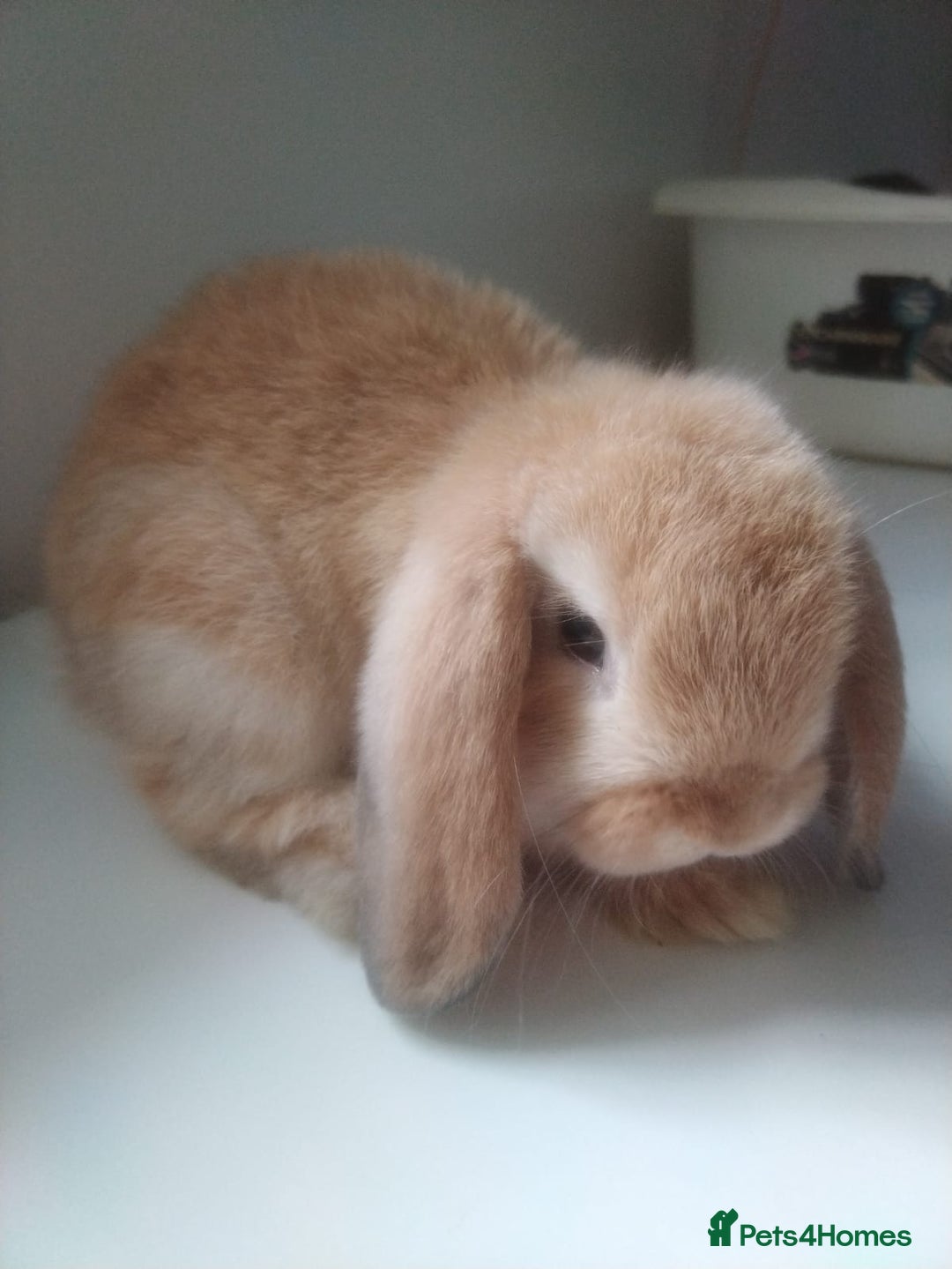 Mini Lop rabbits for sale: Beautiful mini lops available for reserve  - Image 3