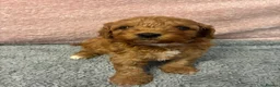 Cavapoo dogs for sale: Gorgeous cavapoo babies  - Advert 7