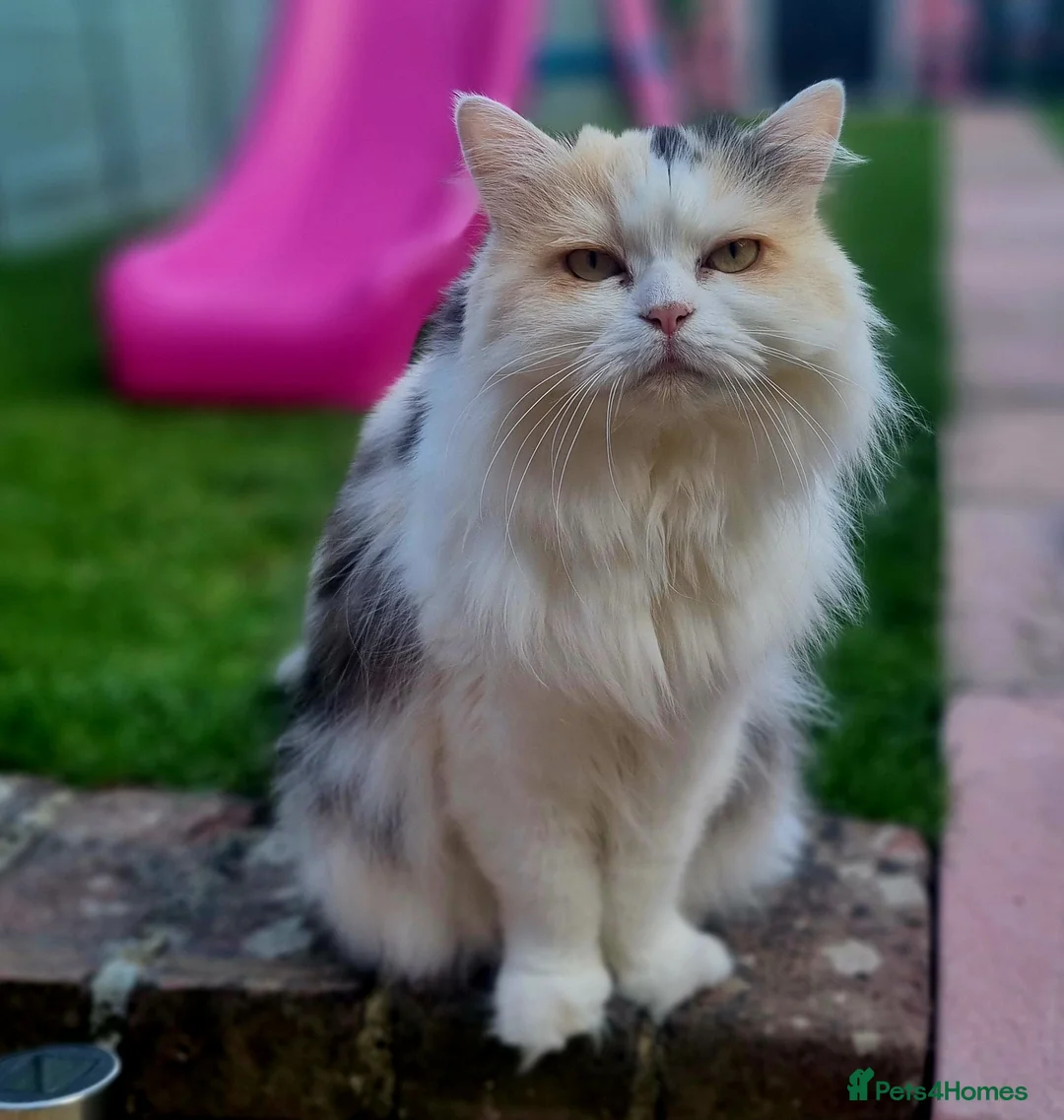 Scottish Fold cats for sale: Scottish fold straight female age 7 - Advert 5