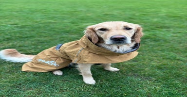 Golden Retriever dogs - Advert 1