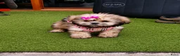 Shih Tzu dogs for sale: Beautiful Shih Tzu Puppies – 2 Boys, 4 Girls - Advert 8