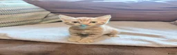 Mixed Breed cats for sale: Beautiful kittens ready for loving homes  - Advert 6