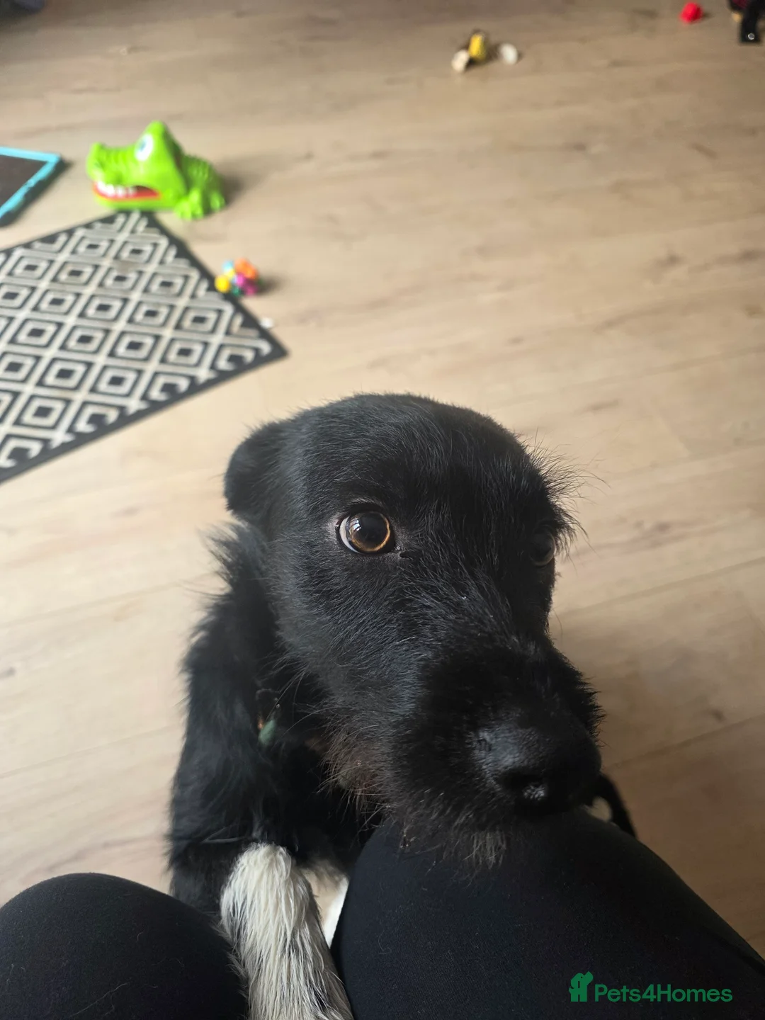 Mixed Breed dogs for sale: Pattadale x collie  - Advert 2