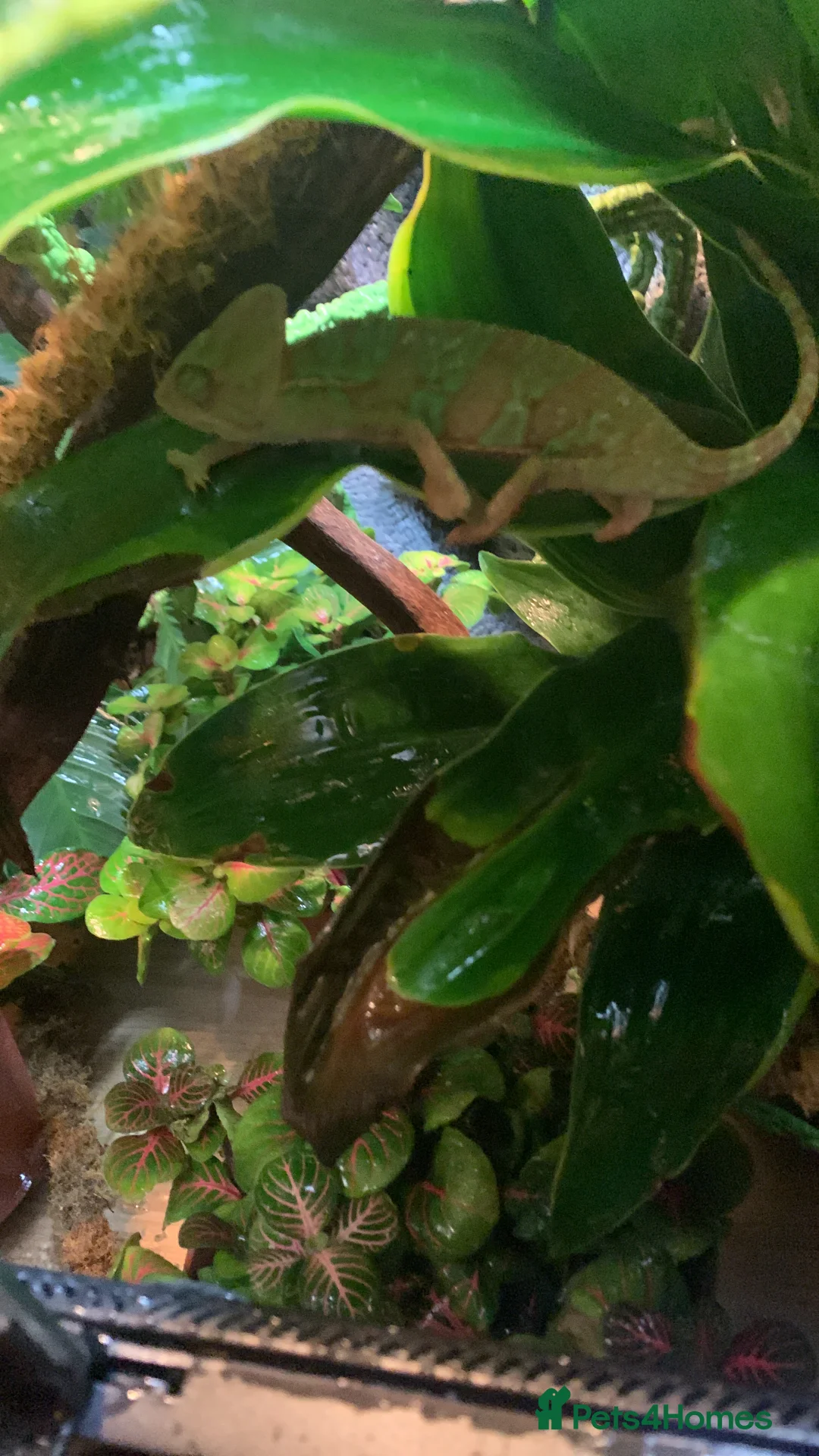 Chameleon reptiles for sale: Veiled chameleon  - Advert 3