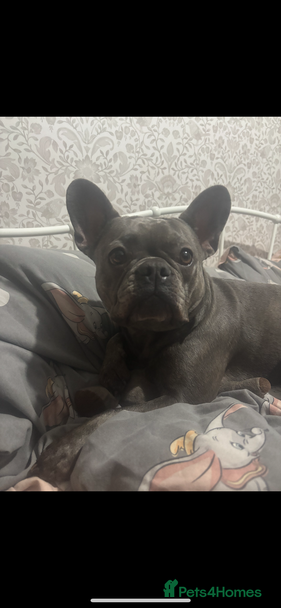French Bulldog dogs for sale: Male French bulldog  - Image 3