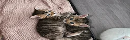 Mixed Breed cats for sale: Beautiful kittens looking for new homes in Basingstoke - Advert 22