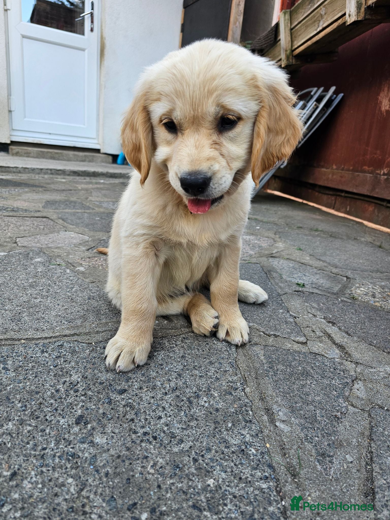 Golden Retriever dogs One boy one  girl  left  only   - Advert 2