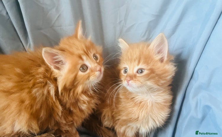 Mixed Breed cats - Advert 3