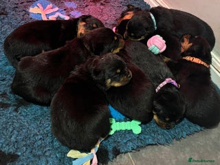 Rottweiler dogs Top Quality KC Health Tested Rottweiler Puppies - Advert 7