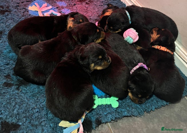 Rottweiler dogs Top Quality KC Health Tested Rottweiler Puppies - Advert 3