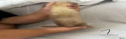 Ferret rodents for sale: Stunning part angora kits for sale in Cardiff - Advert 5