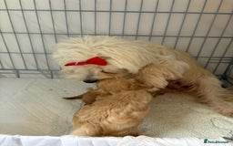 Maltipoo dogs for sale: F1 beautiful maltipoo baby’s 🩵🩷 - Image 2