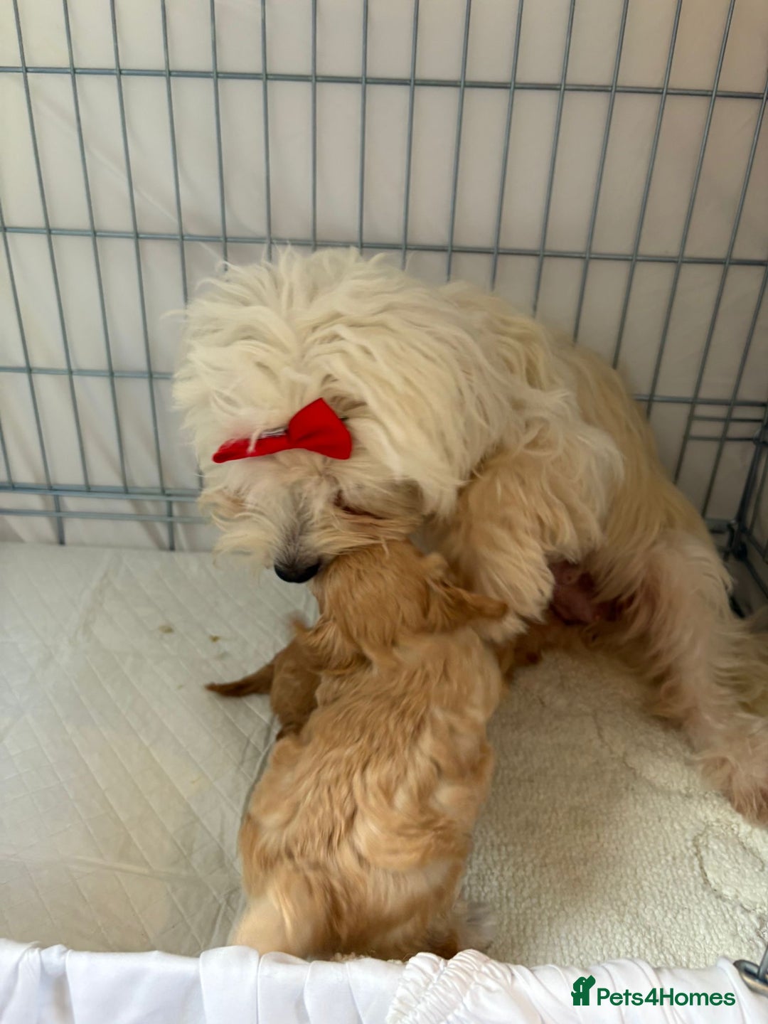 Maltipoo dogs for sale: F1 beautiful maltipoo baby’s 🩵🩷 - Image 2