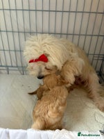 Maltipoo dogs - Advert 9