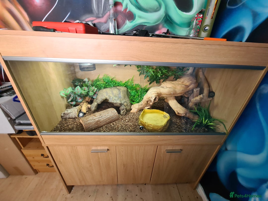 Python Snake reptiles for sale: Pastel leopard ball python  - Image 4