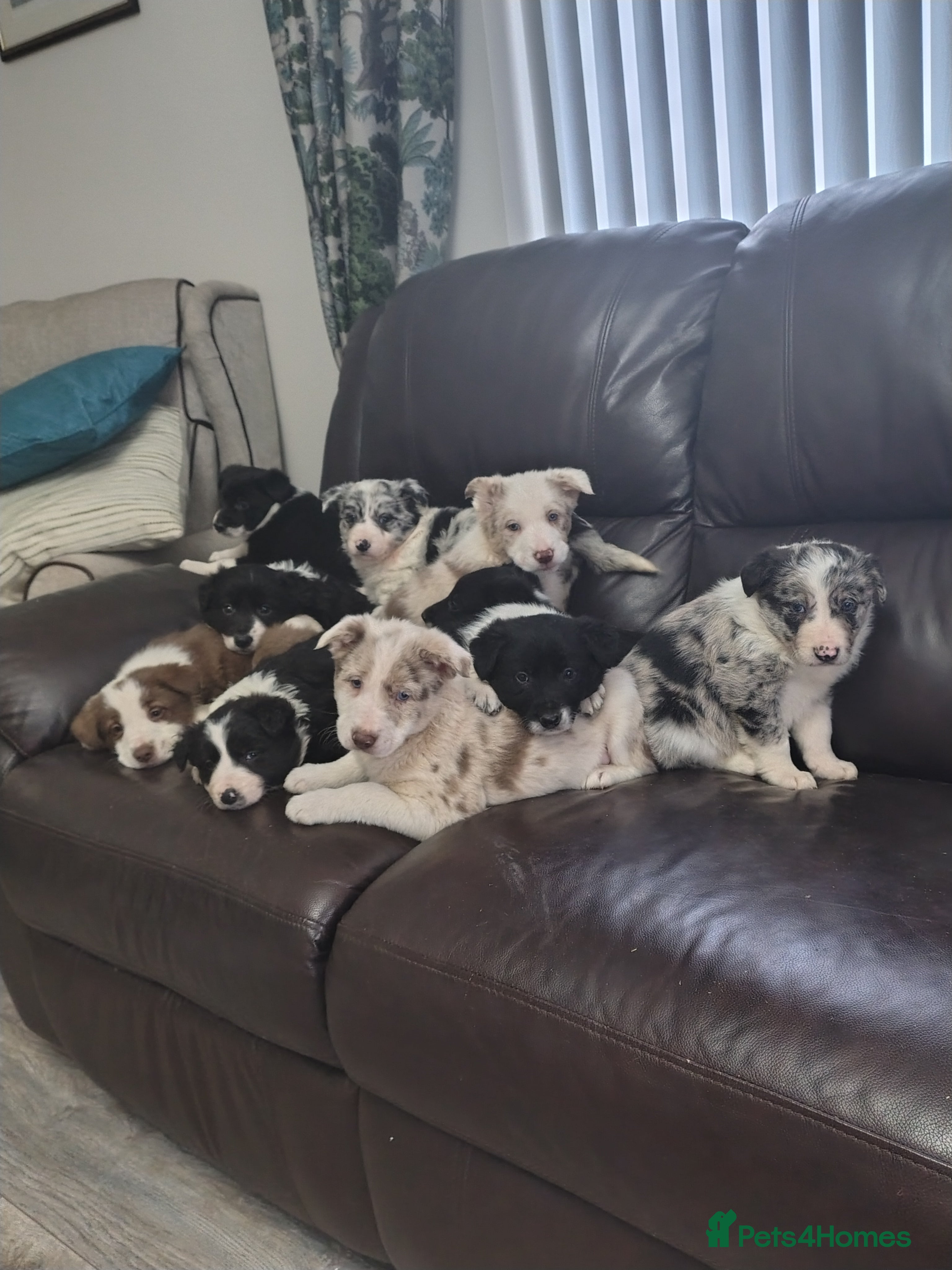 Border Collie dogs Blue merle pups - Advert 3