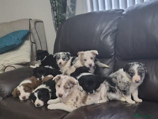 Border Collie dogs Blue merle pups - Advert 3
