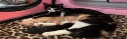 Mixed Breed cats for sale: 2 kittens for sale - Advert 6