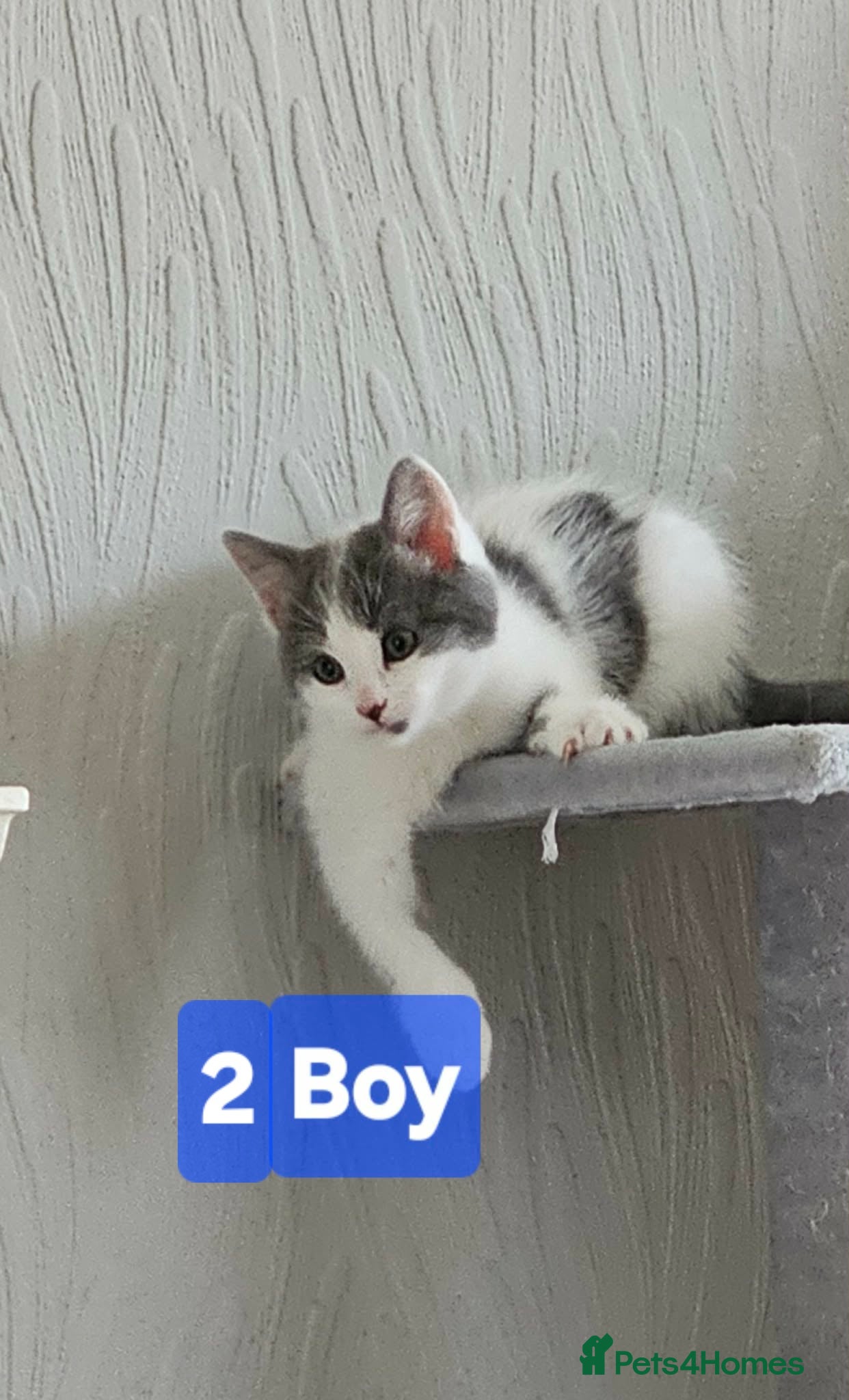 Mixed Breed cats ADORABLE FLUFFY KITTENS LOOKING FOR THEIR NEW HOME - Advert 8