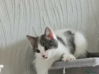 Mixed Breed cats ADORABLE FLUFFY KITTENS LOOKING FOR THEIR NEW HOME - Advert 8