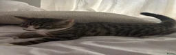 Domestic Shorthair cats for sale: Kitten for free - Advert 5
