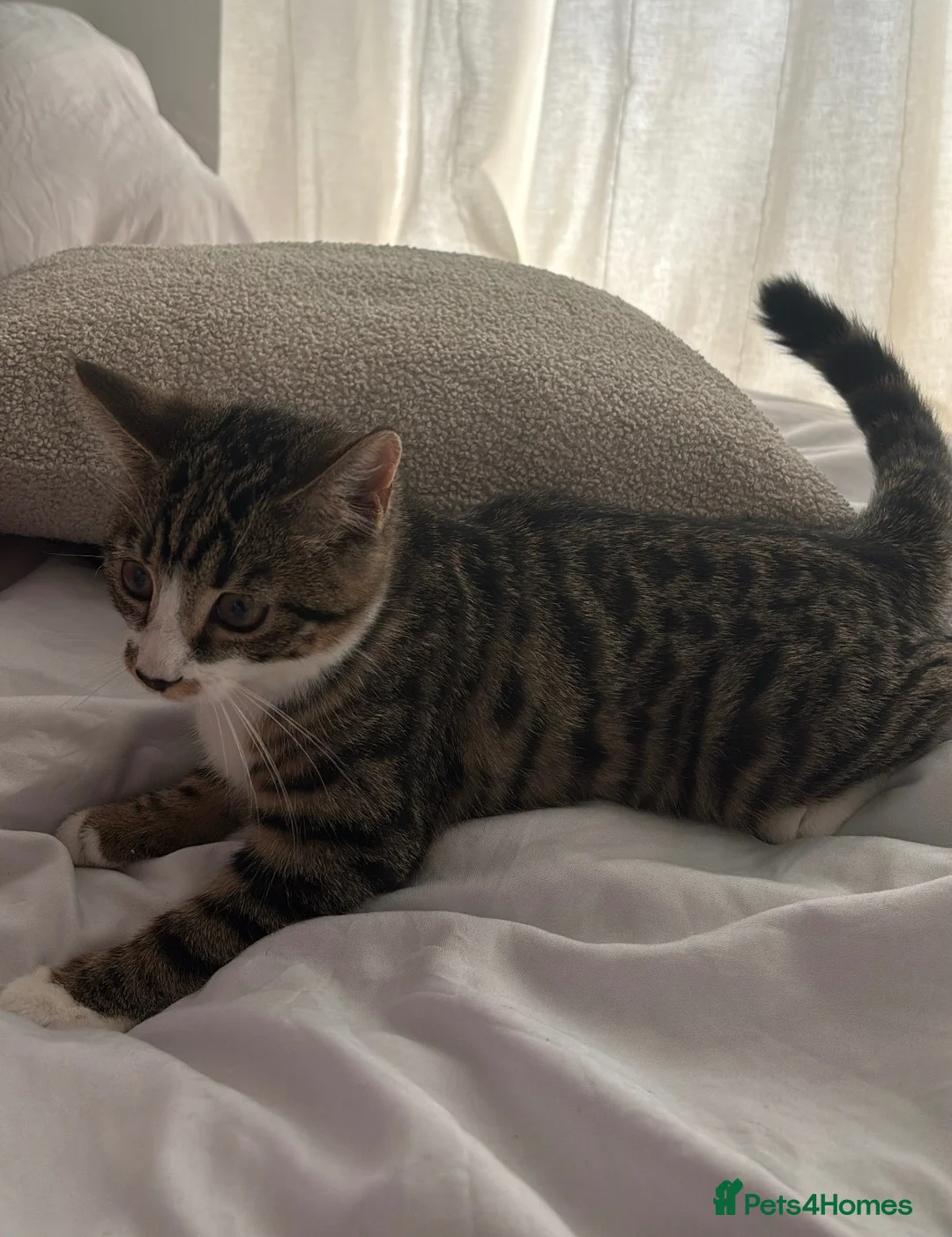 Domestic Shorthair cats for sale: Kitten for free - Advert 5