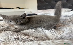 British Shorthair cats for sale: British blue x bengal kittens ready to go now ❤️ - Image 5