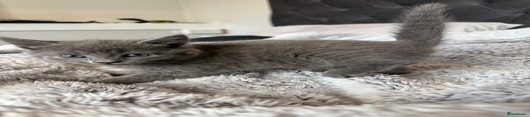 British Shorthair Kitten 2