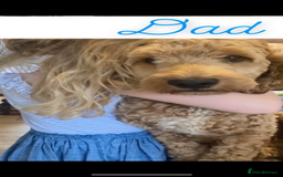 Cockapoo dogs for sale: Beautiful F2 Cockapoo Puppies PRA CLEAR  - Image 7