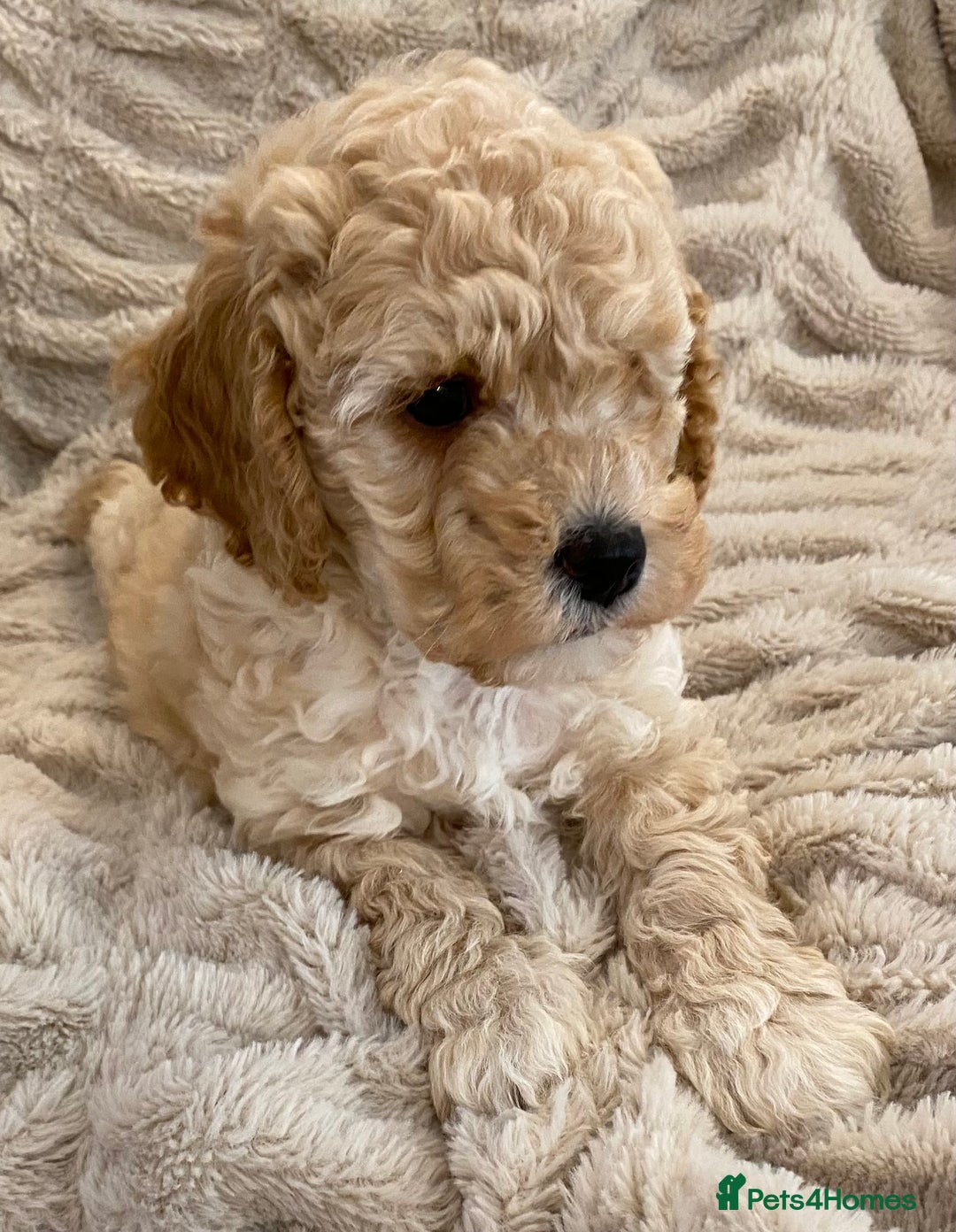Cavapoo dogs for sale: Gorgeous Teddybear Cavapoo Puppies health checked  - Advert 8