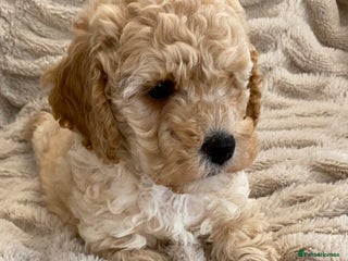 Cavapoo dogs Gorgeous Cuddly Cavapoo Puppies health checked - Advert 11