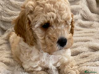 Cavapoo dogs Gorgeous Cuddly Cavapoo Puppies health checked - Advert 14