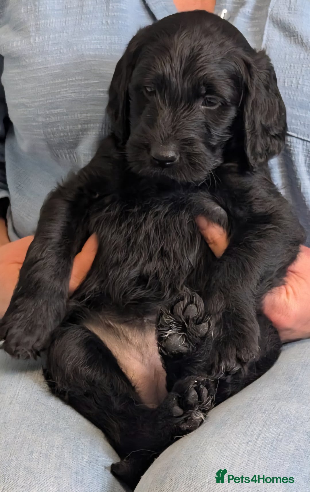 Labradoodle dogs for sale: Adorable Labradoodle puppies - Advert 21