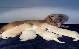 Miniature Dachshund dogs for sale: ℂ𝕝𝕖𝕒𝕣 ℂ𝕣𝕖𝕒𝕞 𝕄𝕚𝕟𝕚 𝔻𝕒𝕔𝕙𝕤𝕙𝕦𝕟𝕕𝕤 in Bootle - Image 3