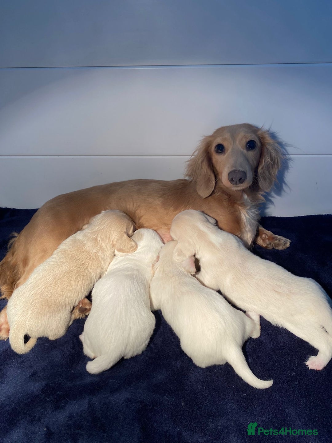 Miniature Dachshund dogs for sale: ℂ𝕝𝕖𝕒𝕣 ℂ𝕣𝕖𝕒𝕞 𝕄𝕚𝕟𝕚 𝔻𝕒𝕔𝕙𝕤𝕙𝕦𝕟𝕕𝕤 in Bootle - Image 3