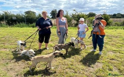 Mixed Breed dogs for adoption: Dawn - Norwich Norfolk  - Image 10