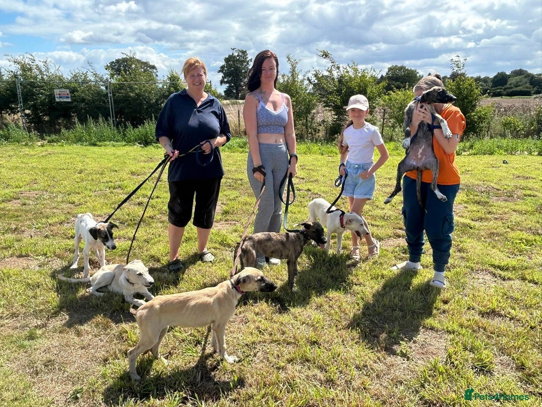 Mixed Breed dogs for adoption: Dawn - Norwich Norfolk  - Image 10