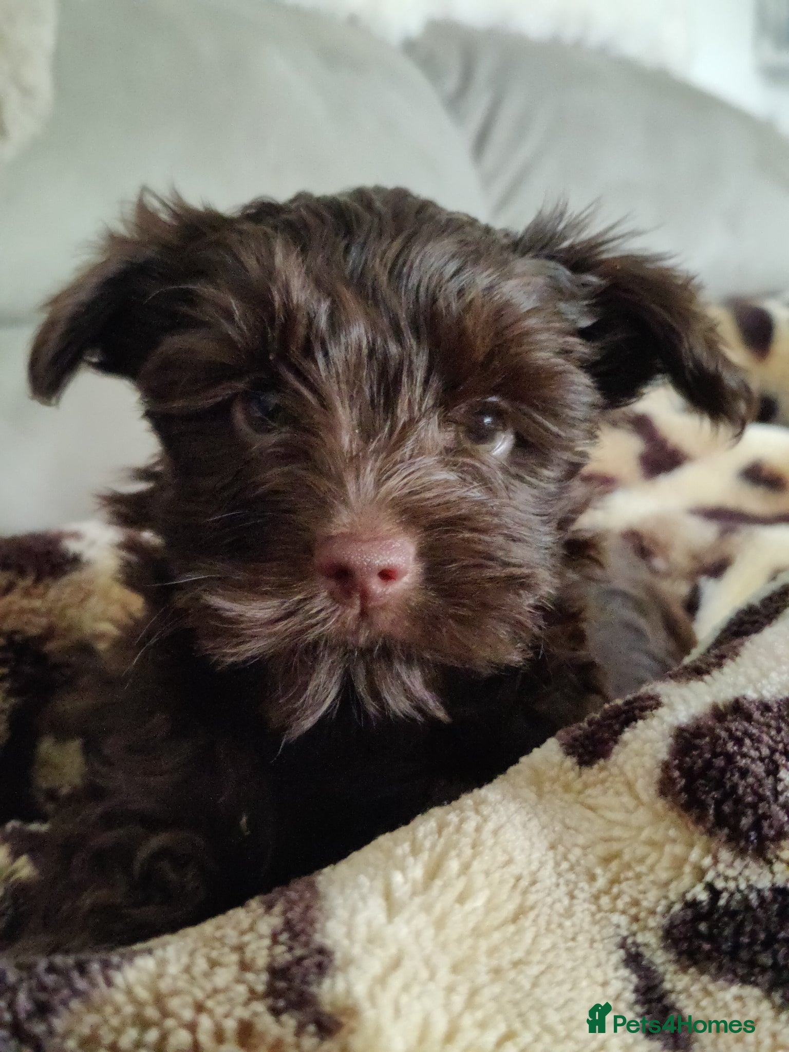 Yorkshire Terrier dogs A unique chocolate girl with hazel eyes !! - Advert 2