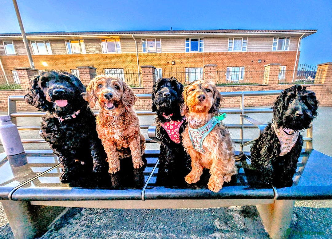 Cockapoo dogs for sale: TRAINED PUPPY - Cockapoo - essential training in Port Talbot - Image 15