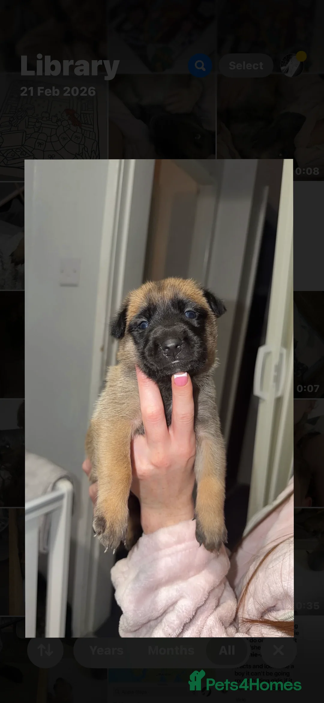 Belgian Shepherd Dog dogs for sale: Belgian malinois puppys. - Advert 1