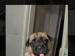 Belgian Shepherd Dog dogs Belgian malinois puppys. - Advert 18