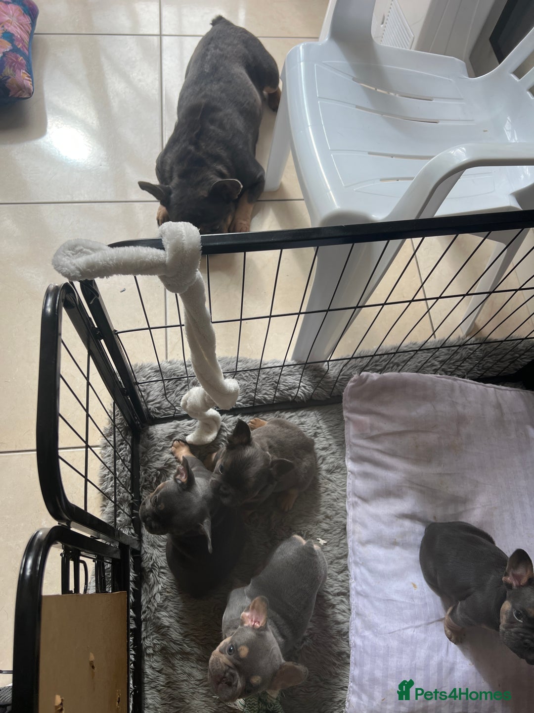 French Bulldog dogs for sale: 🏆KC Reg Blue French Bulldog Puppies – Fluffy - Image 12