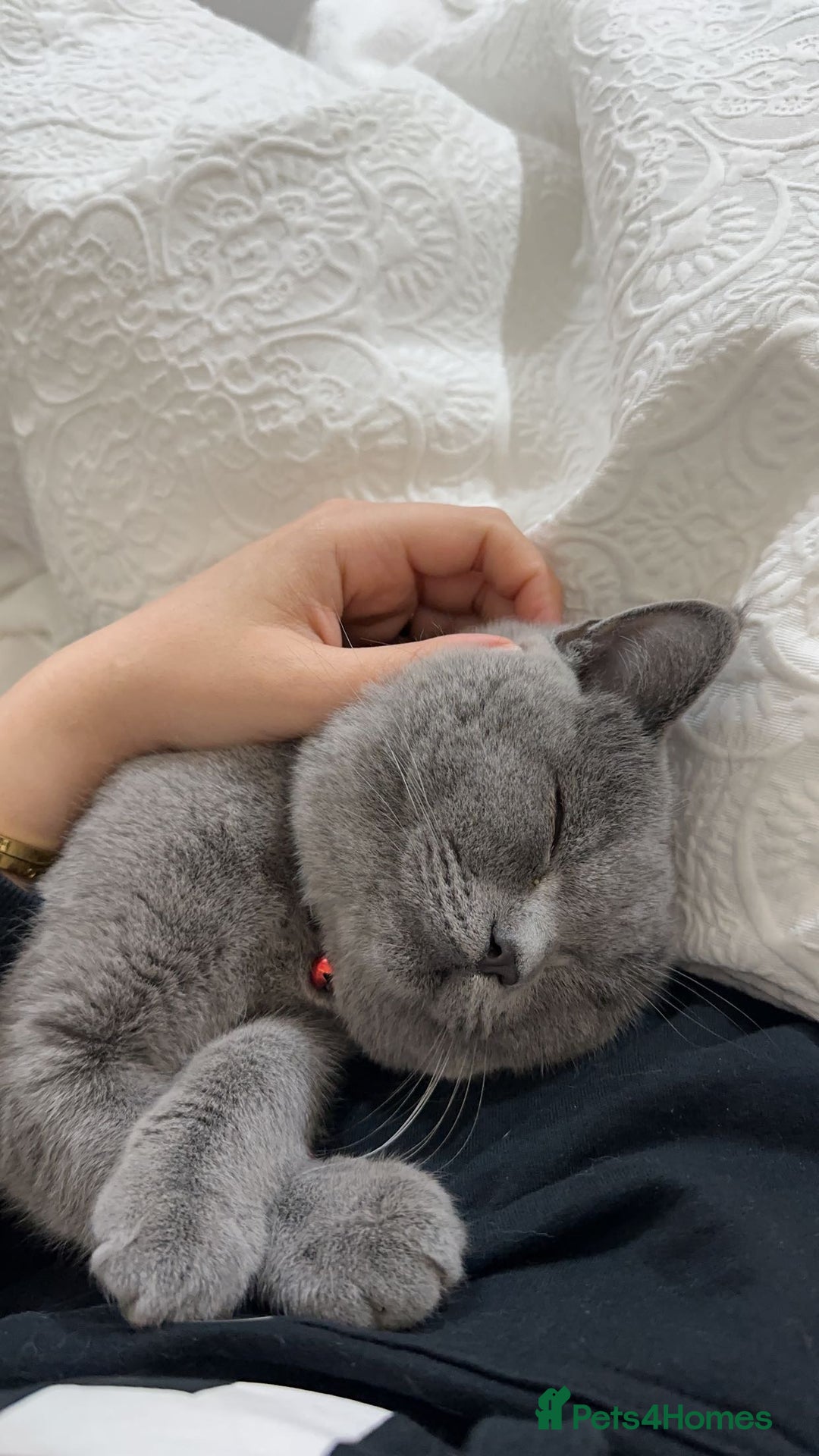 British Shorthair cats for sale: British short hair  - Image 2