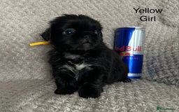 Mixed Breed dogs for sale: Tiny Pugingese pups  - Image 17