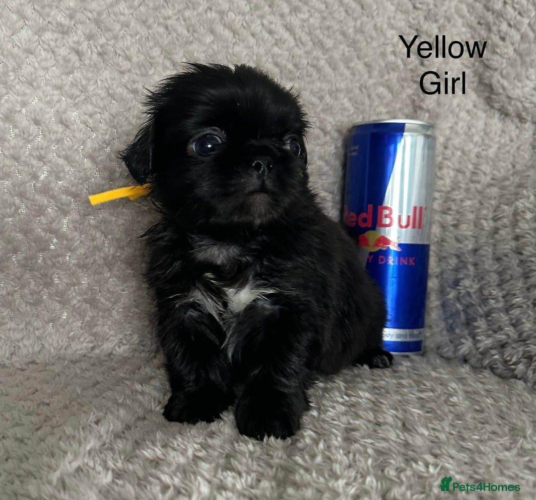 Mixed Breed dogs for sale: Tiny Pugingese pups  - Image 17