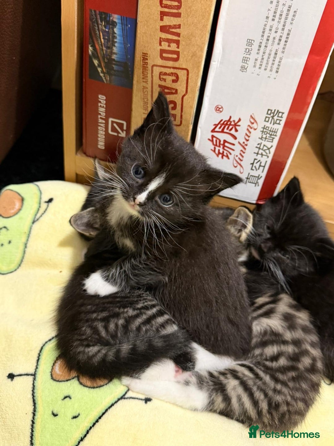 Mixed Breed cats for sale: Beautiful female kitten looking for new home - Advert 11