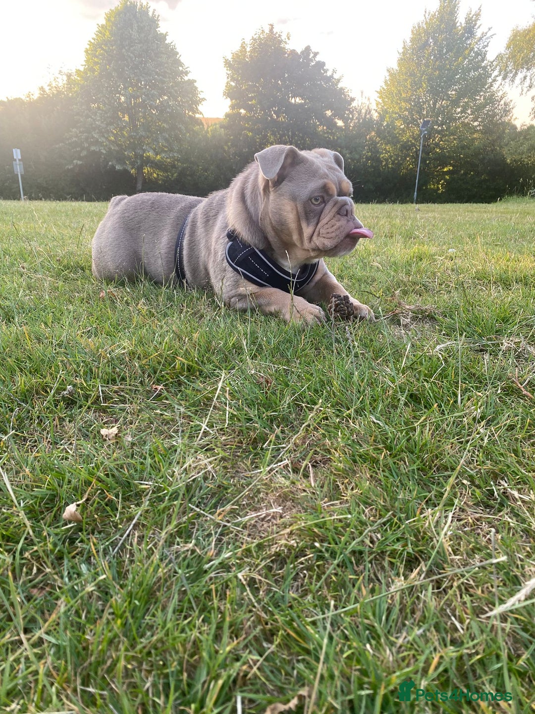 English Bulldog dogs for sale: Lilac and tan english bulldog  - Image 1
