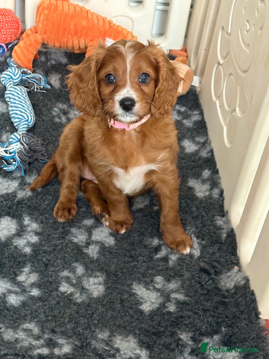 Cavapoo dogs for sale: READY NOW!! F1 Cavapoos  - Image 7
